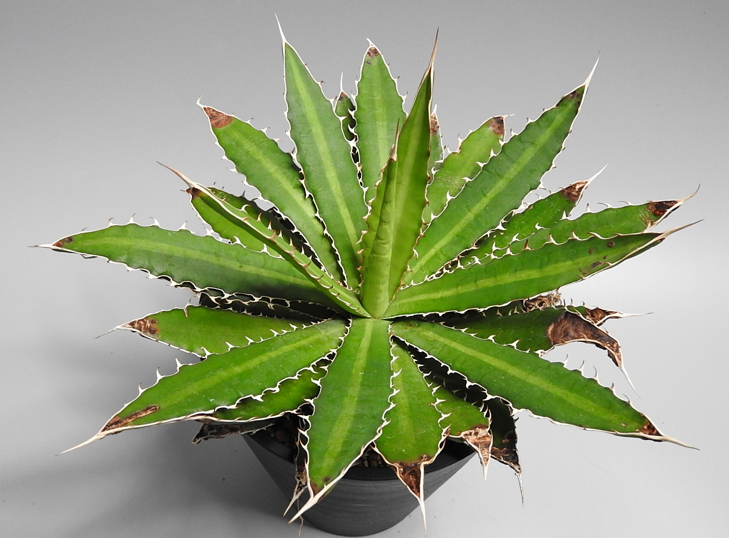 [No.253] agave SP　5,000円