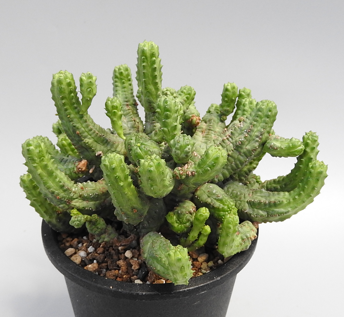 [No.298] Euphorbia SP　4,700円